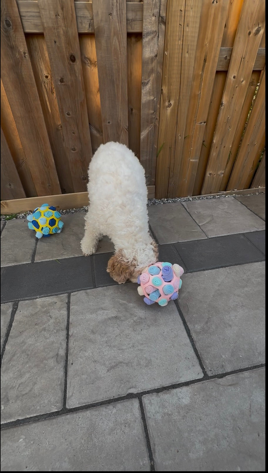 Bloom Ball